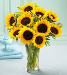 Sunflower Special