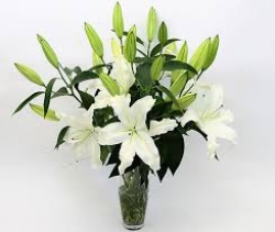 White Lilies In Vase