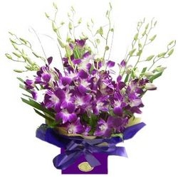 Singapore Orchid- Purple