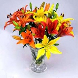 Colorful Lilies 