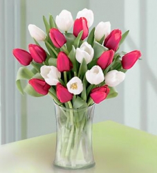 Tulip Special