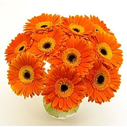 Orange Gerbera Bouquet