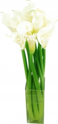 Bouquet Of  White Calla  Lilies