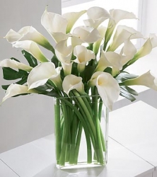 White Calla Lily In Vase